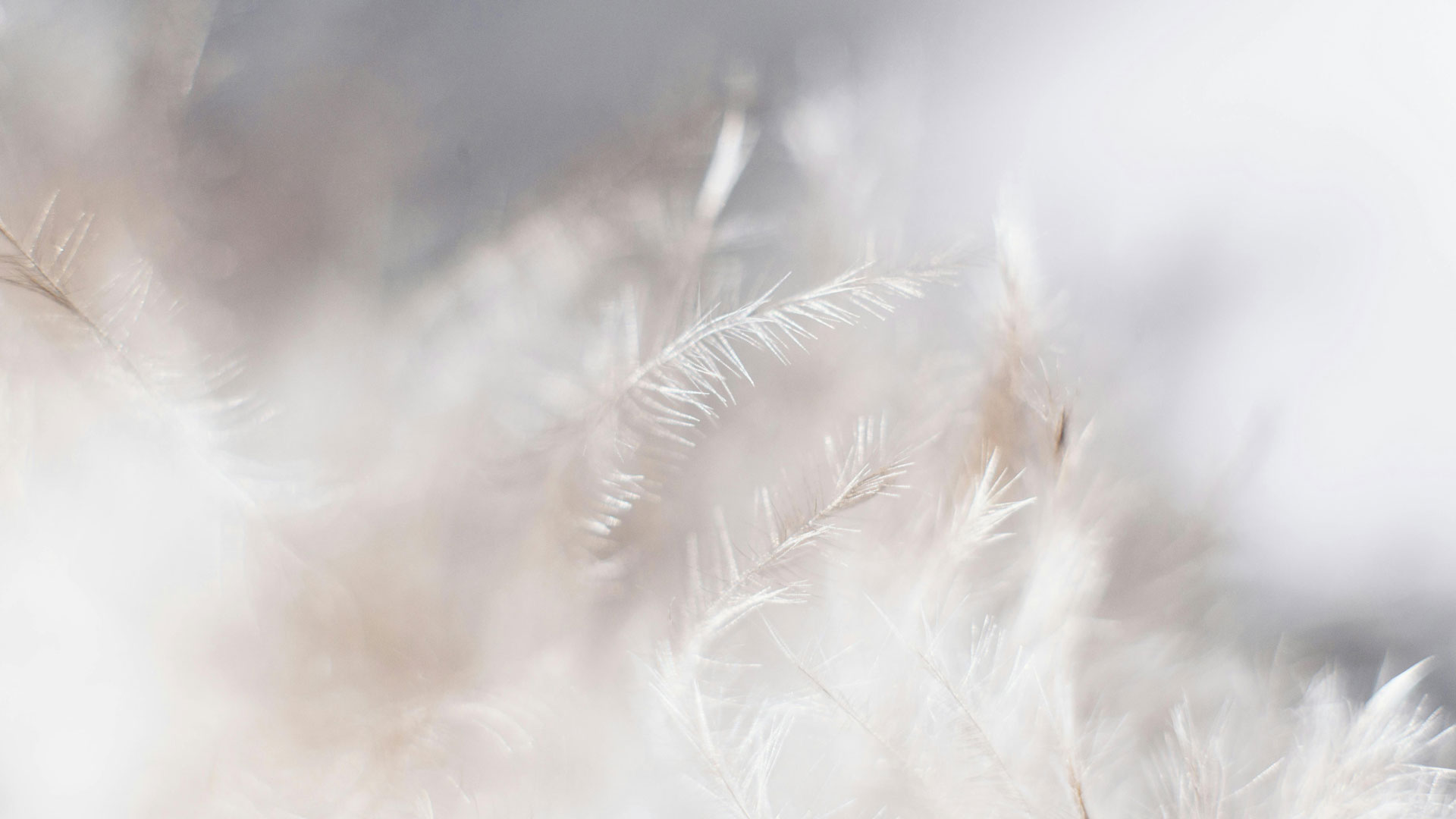 Feather-White-1920-1080