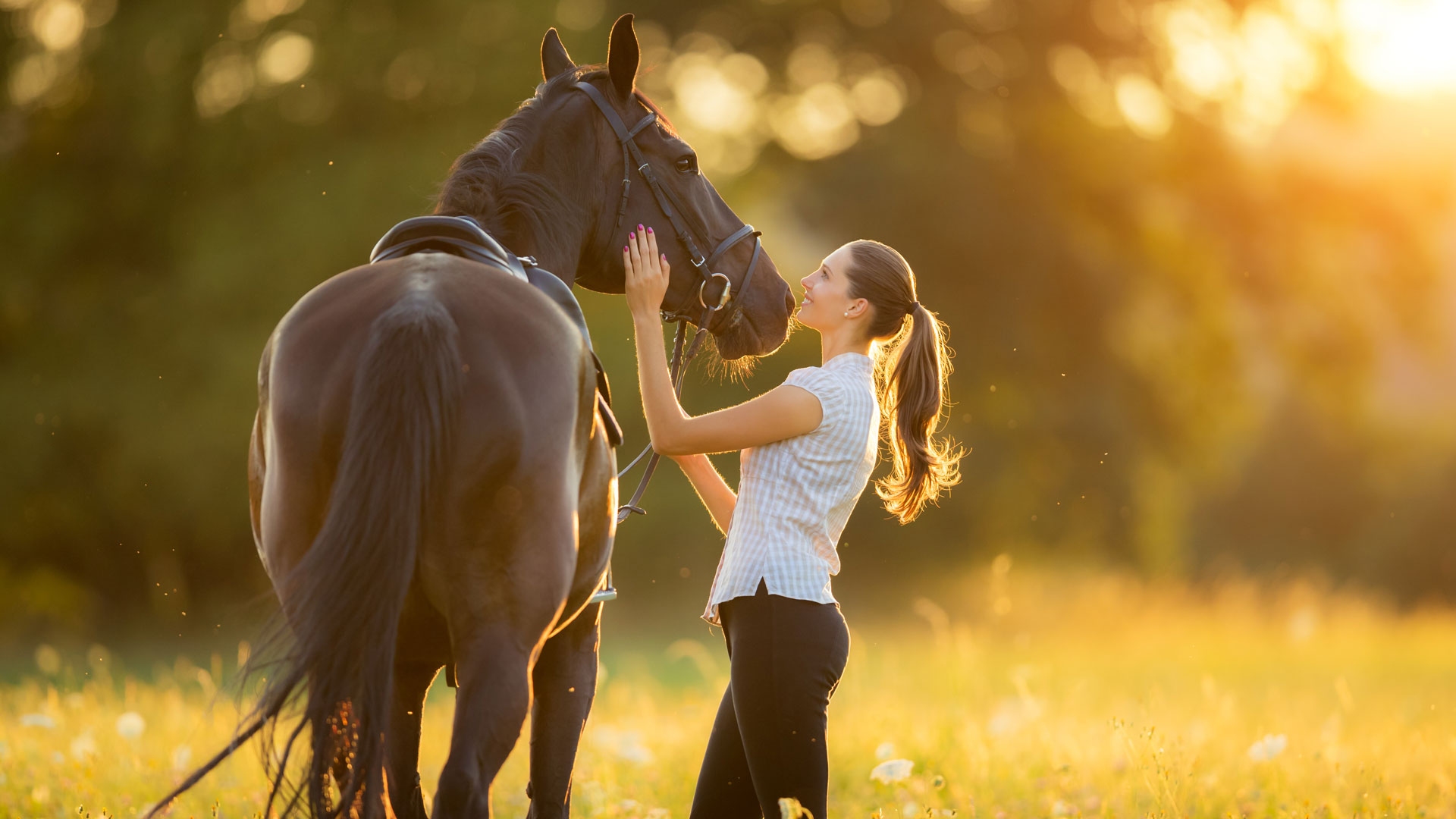 Hyaluronzuur en uw paard