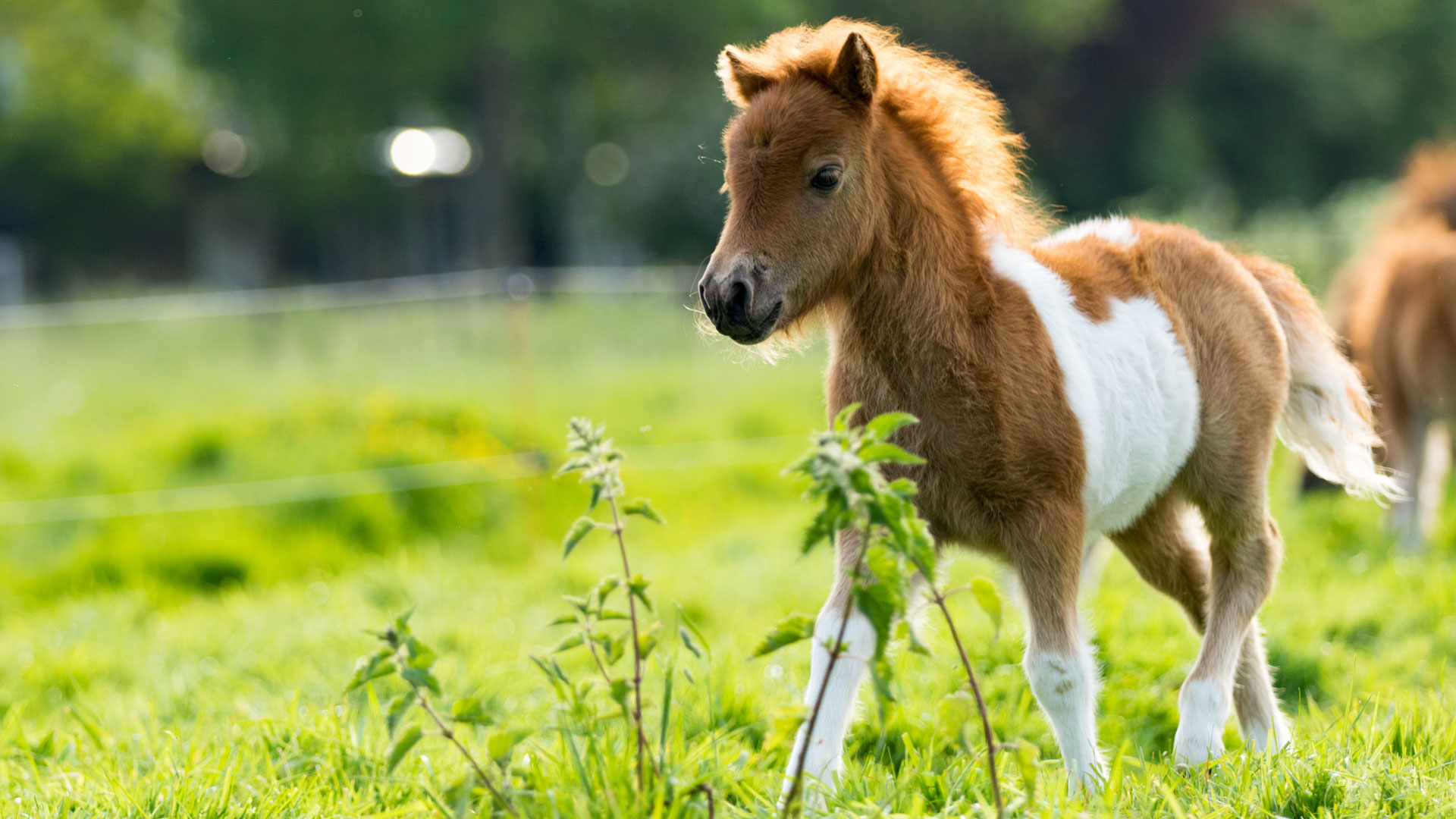 Young Horse