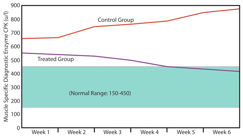 Muscle Enzyme