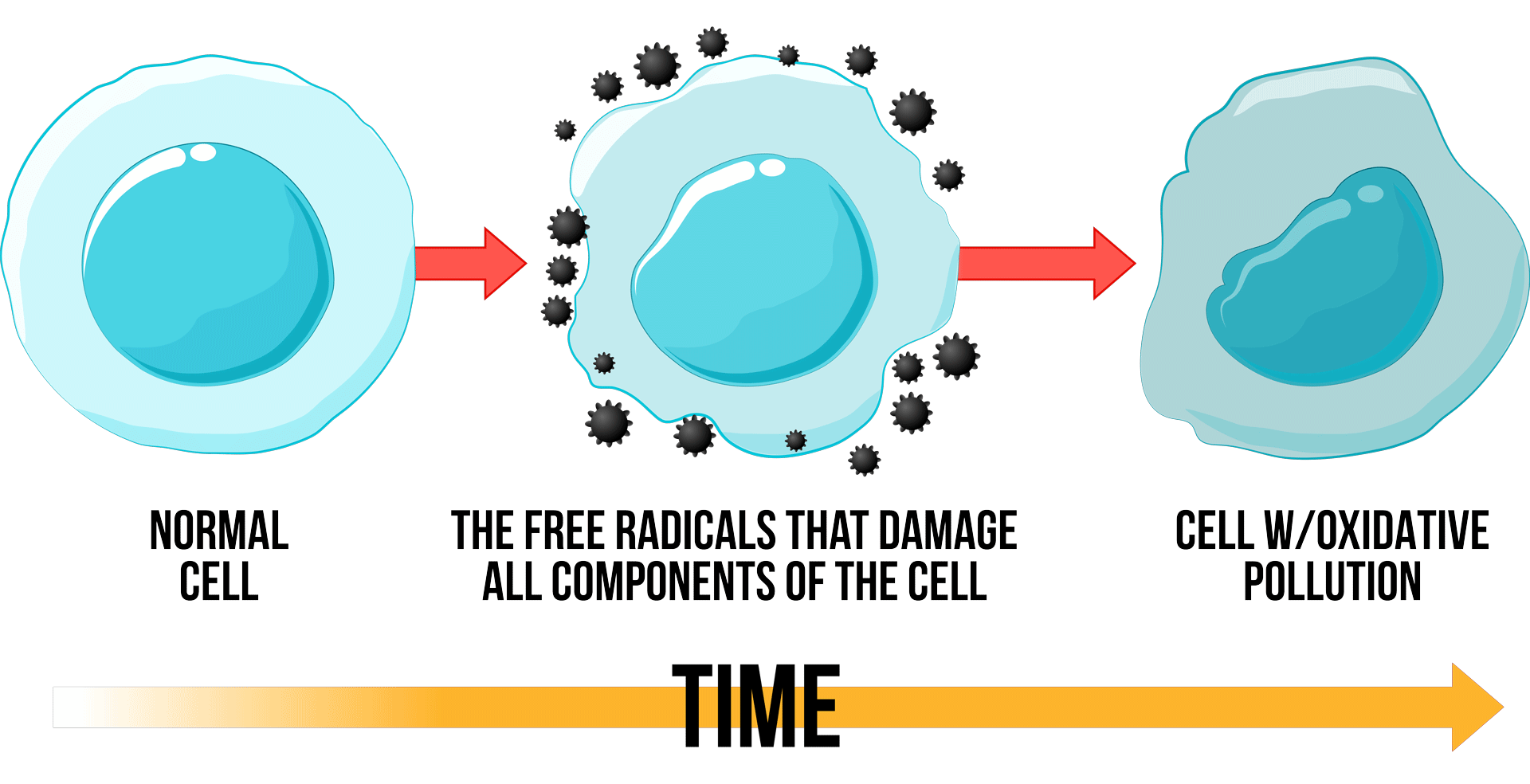 Oxidative Pollution