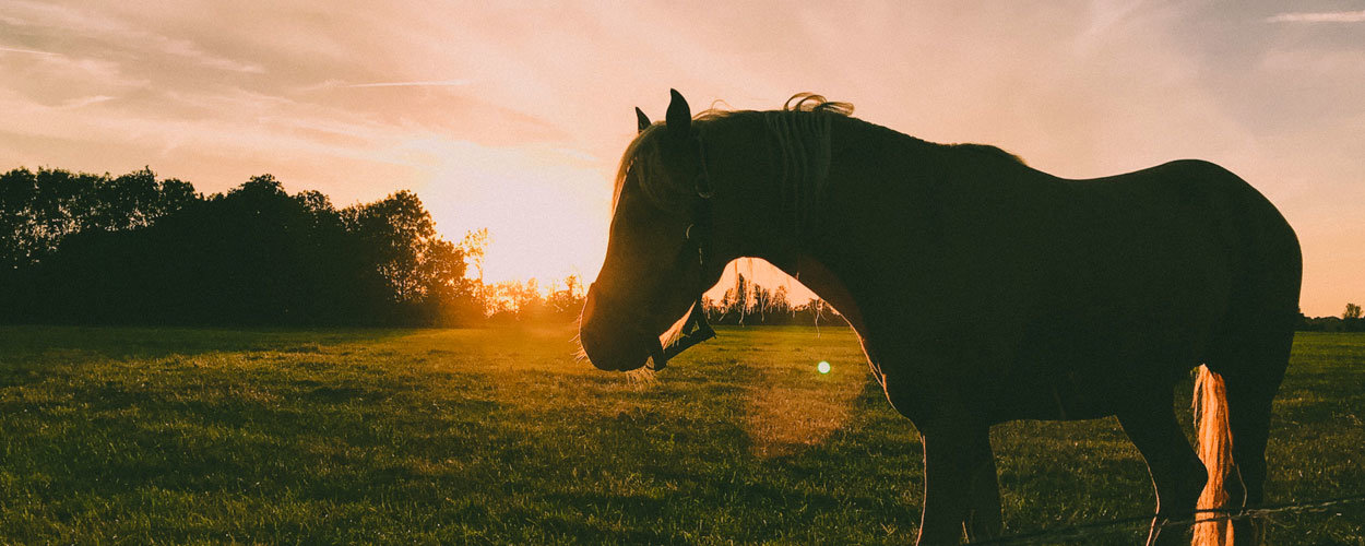 Horse Equine Performance & Recovery