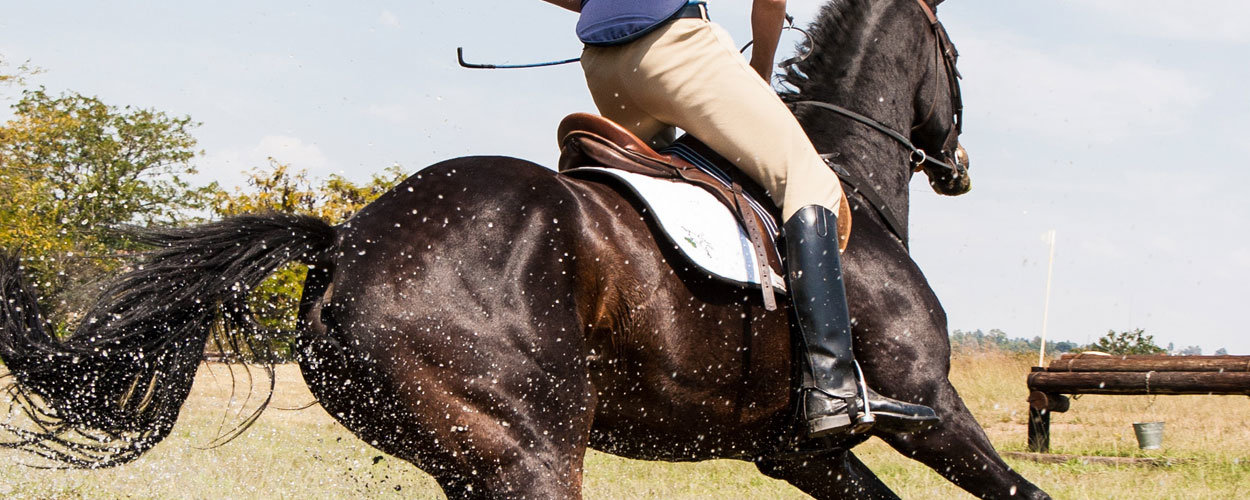 Equine Performance & Recovery