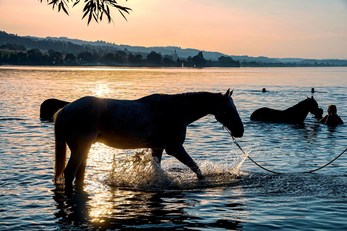 Hyaluronic Acid and your Horse