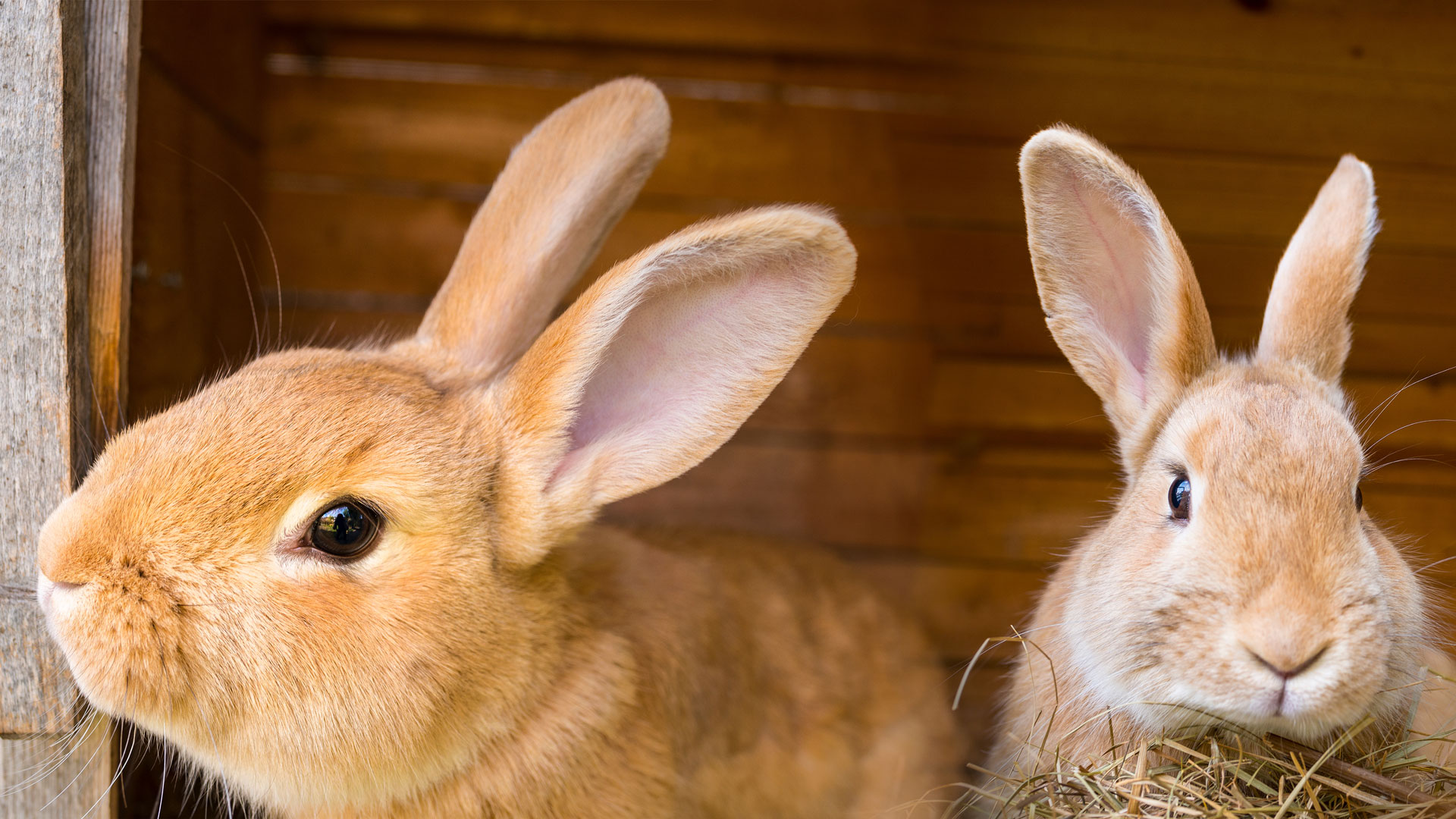 Immune Response in Rabbits Treated with Intrattonic
