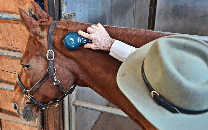 Treating Horses with the CHI Palm