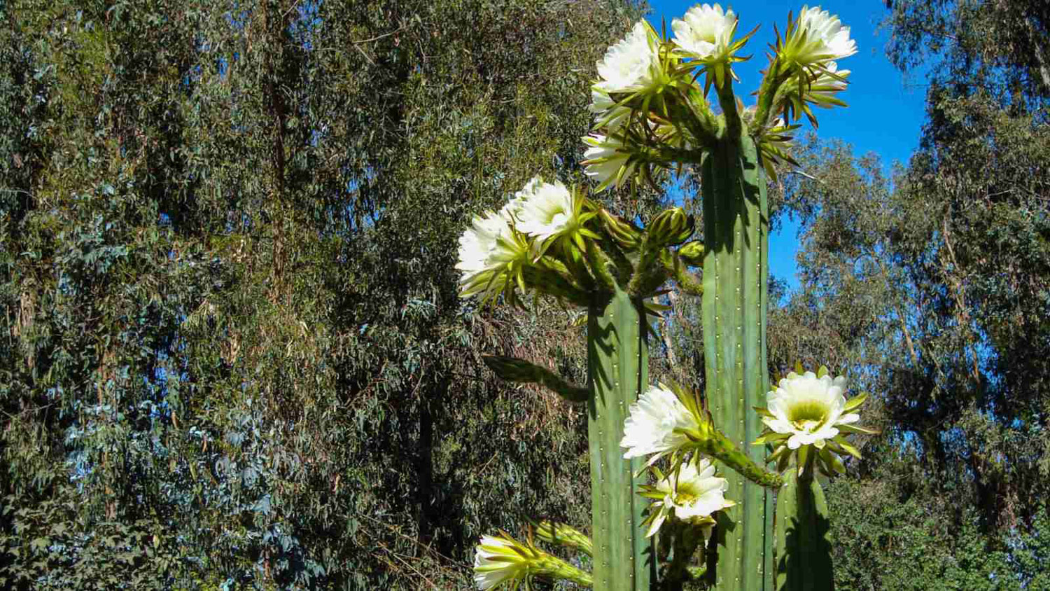 San Pedro Cactus